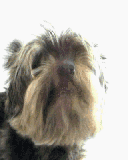 Chien